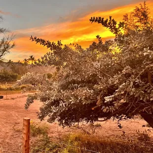 Sunset at the stables