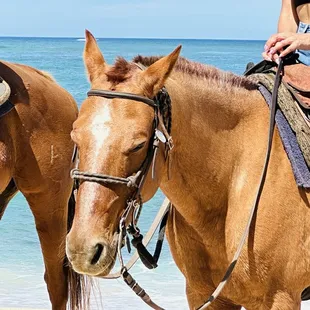 beach horseback riding
