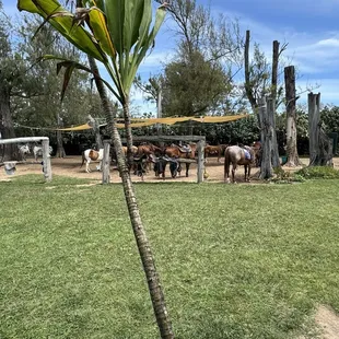 The area where the horses are tethered and watered between trail ride appts.