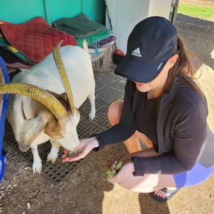 Friendly goats