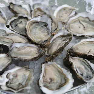 a plate of oysters