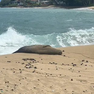 Monk seal named &quot;Sandie&quot; was there sleeping! Pretty cool we got to see her!