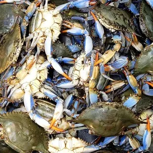 blue crabs in a container