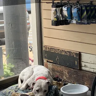 Super friendly and cute puppy