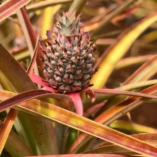 Dole Pineapple Farm