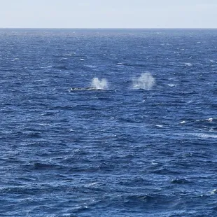2 whales