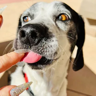 Dog enjoying Mochiko Chicken