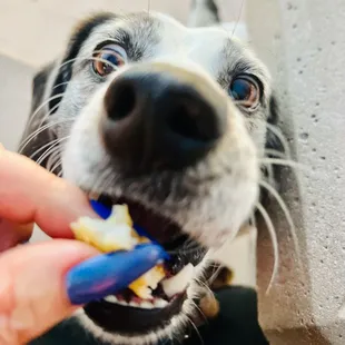 to go - garlic mahi and pup munching