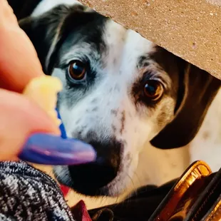 to go - garlic mahi (and pup about to eat)