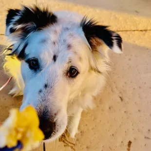 Enjoying to-go - garlic mahi healthier plate