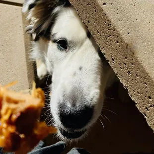 Dog about to scarf down the Mochiko Chicken