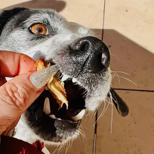 Dog enjoying Mochiko Chicken