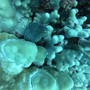 White Mouth Moray Eel