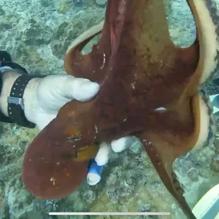 Octopus