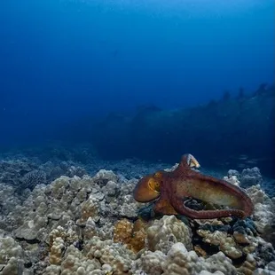 and other sea life on each dive.