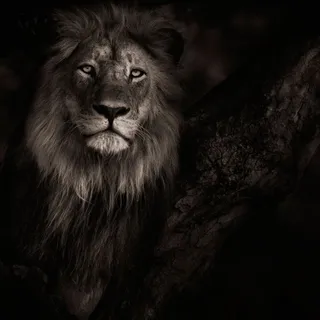Romeo H.