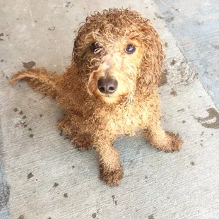 Hounds at Hawaiian Falls!