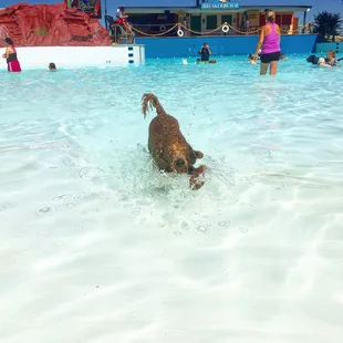 Hounds at Hawaiian Falls!