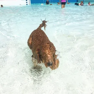 Hounds at Hawaiian Falls!