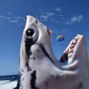 Surprise in our pictures!