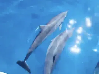 Honolulu Snorkel Company