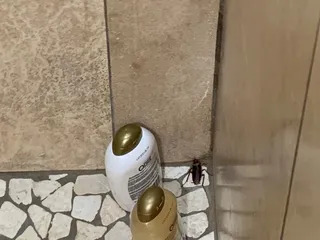 Tiki Moon Villas- Vacation Rentals Hawaii