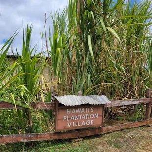 Hawaii's Plantation Village