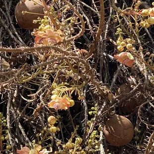 They look like coconuts from the grocery store, but they aren't.