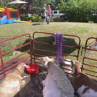 3 of the 4 animals . My son loving the pony cuz he loves to ride .