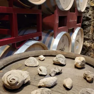 100 million year old fossils found when building wine cellar