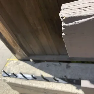 Tea too shy for closeup.