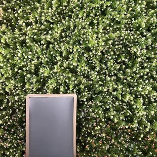 Lobby boxwood wall