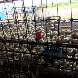 $8 White feather chicken