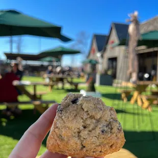 Blueberry scone out back