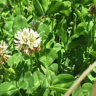 Bees go bananas for New Zealand white clover!