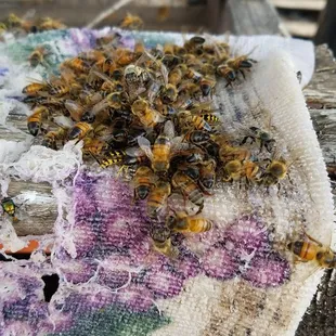 Some of the bees on the property