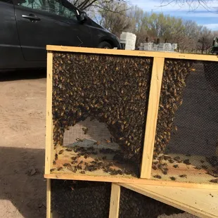 Just picked up my bees!