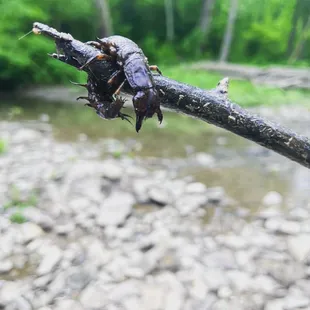 The rare pincher nope