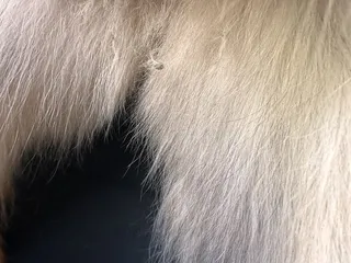 Chantell's All Breed Animal Grooming