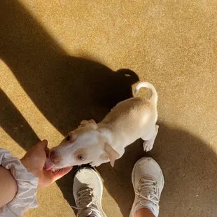 They let puppies in!!