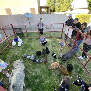 Petting zoo