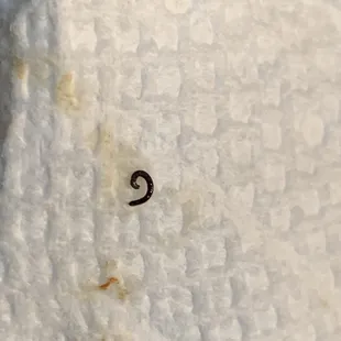 This was in my vegetable Lo Mein