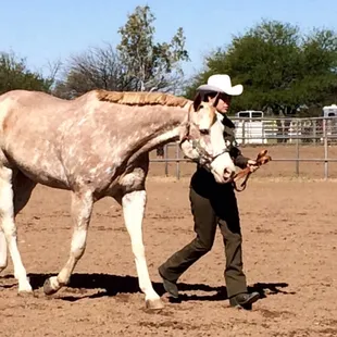 Student showing her paint gelding in showmanship