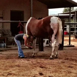 Student rider cleaning hooves