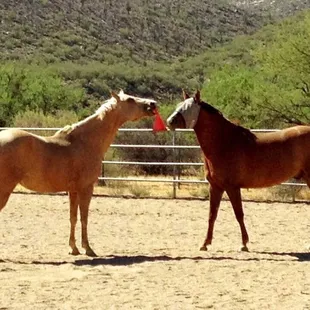 A little play time at the ranch