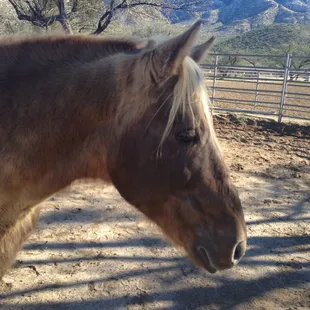 Chester loves Sheryl, Head to Tail and Cielo Tierra