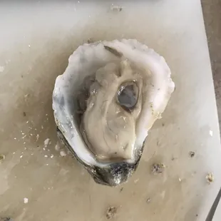 Headley James E Oyster Company