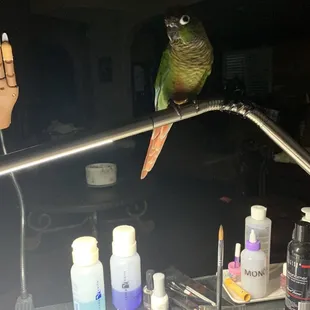 Dgtr's bird: Yeah; do you take "fly-Ins"?  Me:  Oh brother!