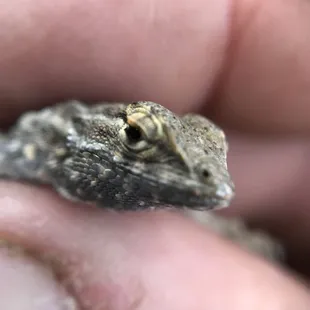 One of the local lizards.