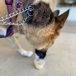 Puppuccino